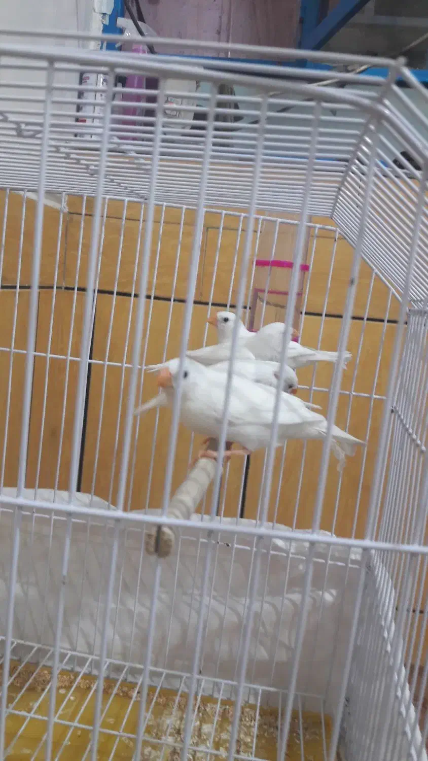 دوجفت فنچ باقفس|پرنده|ایذه, |دیوار