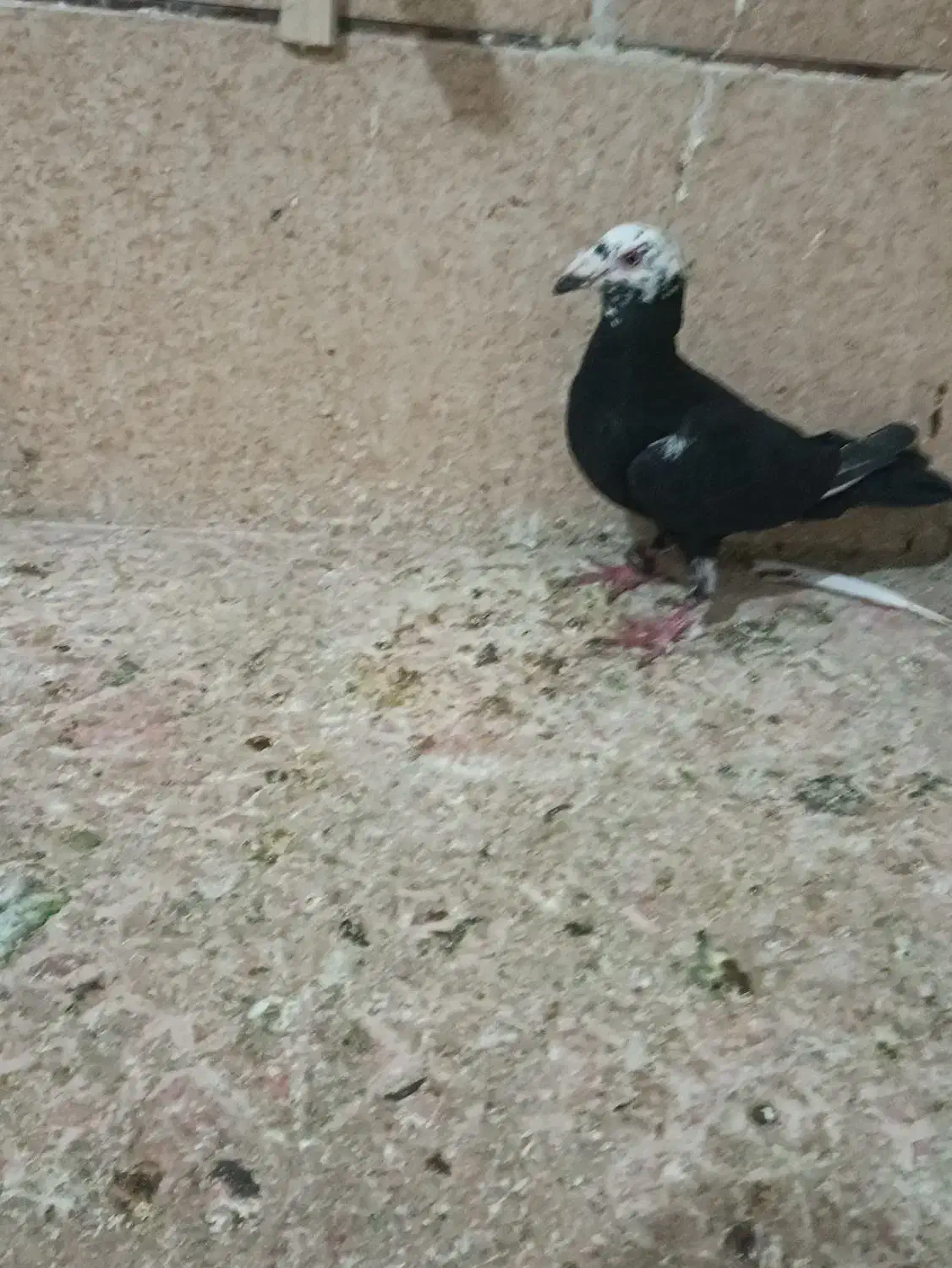 برق کفتر|لامپ و چراغ|بم, |دیوار