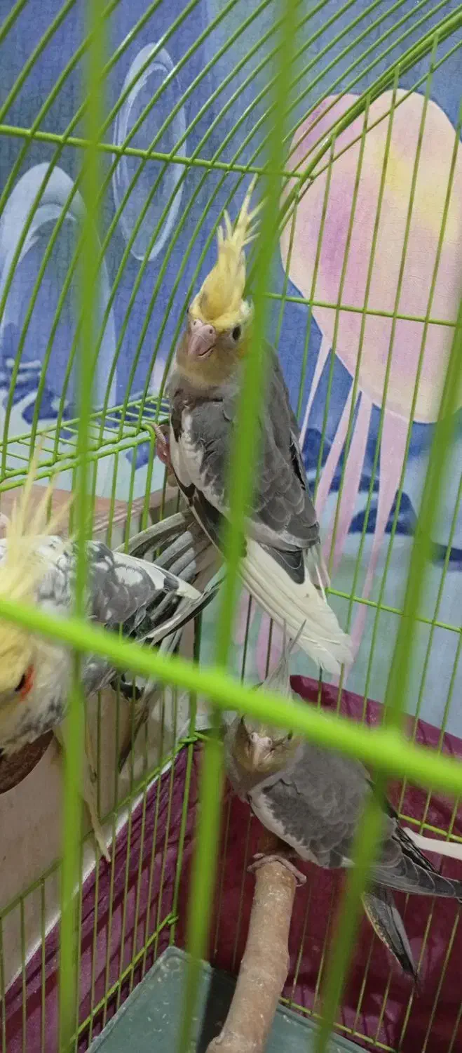 عروس هلندی یک ونیم ماهه|پرنده|مراغه, |دیوار