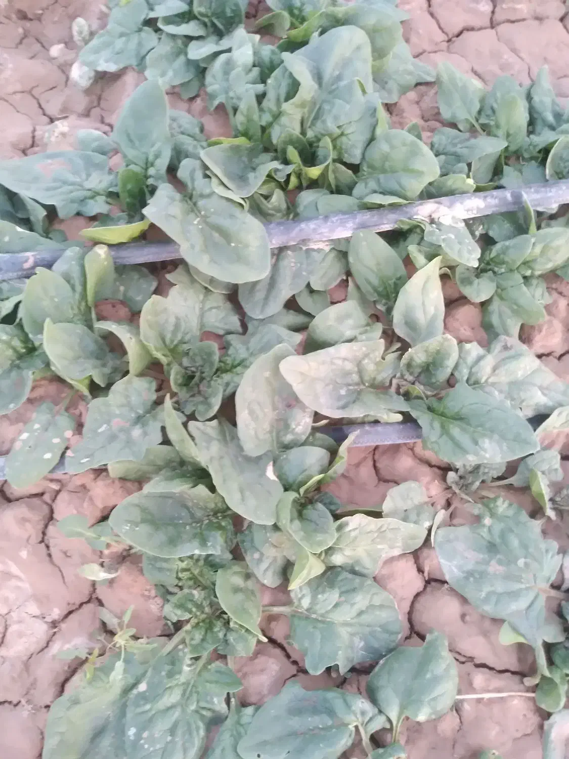 شوید و اسفناج درجه ۱ساقه کوتاه در محل کیلو ۴۵|خوردنی و آشامیدنی|شاهرود, |دیوار