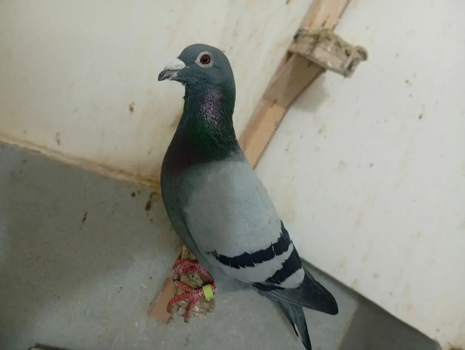 گرفتنی|پرنده|چناران, |دیوار