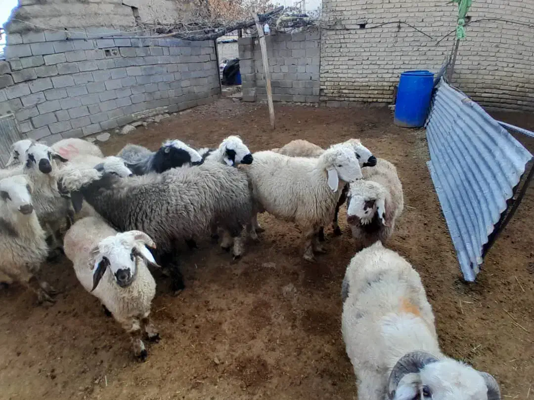 بره چاق|حیوانات مزرعه|سیدان, |دیوار