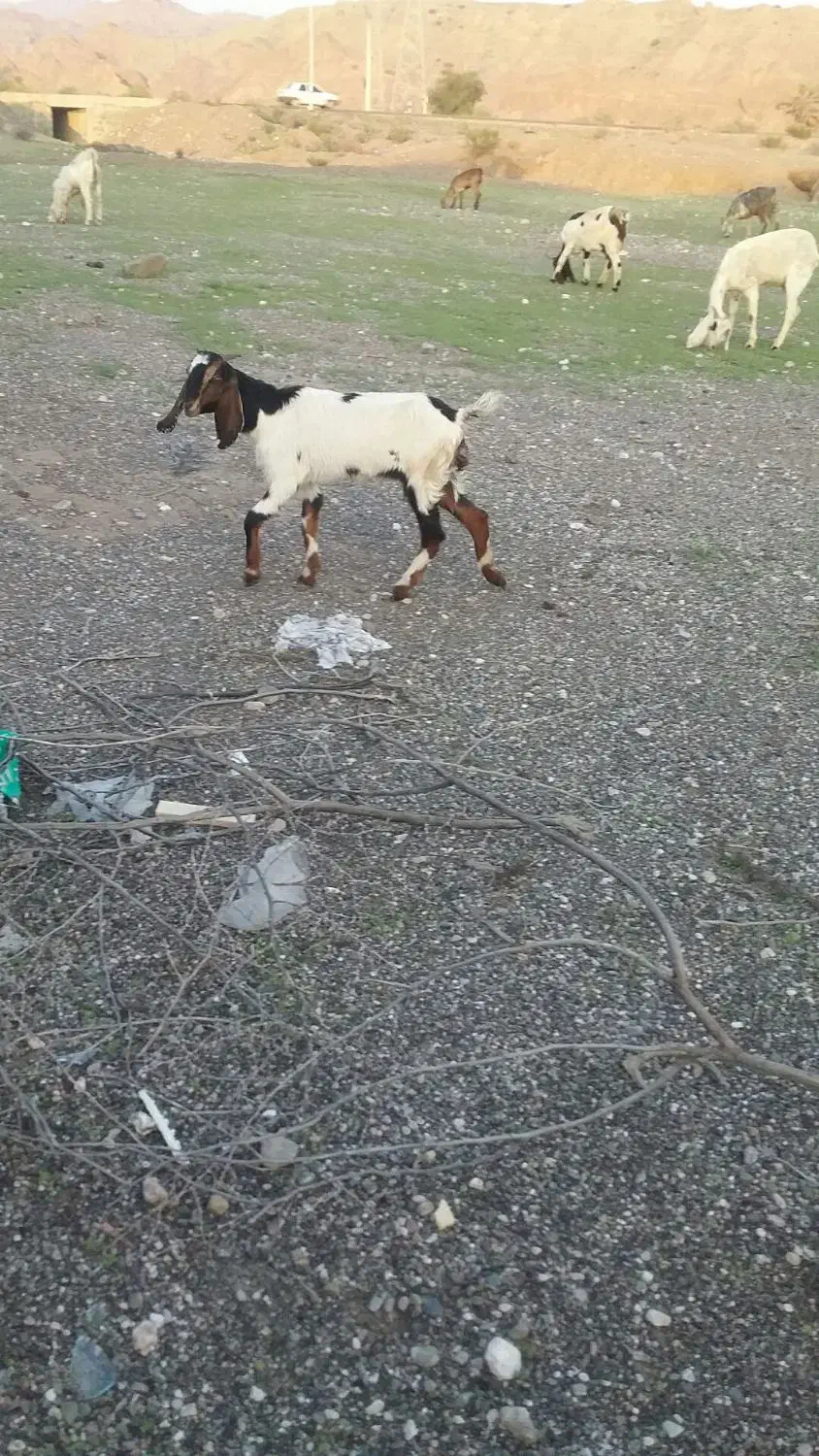 فروش بز|حیوانات مزرعه|میناب, |دیوار