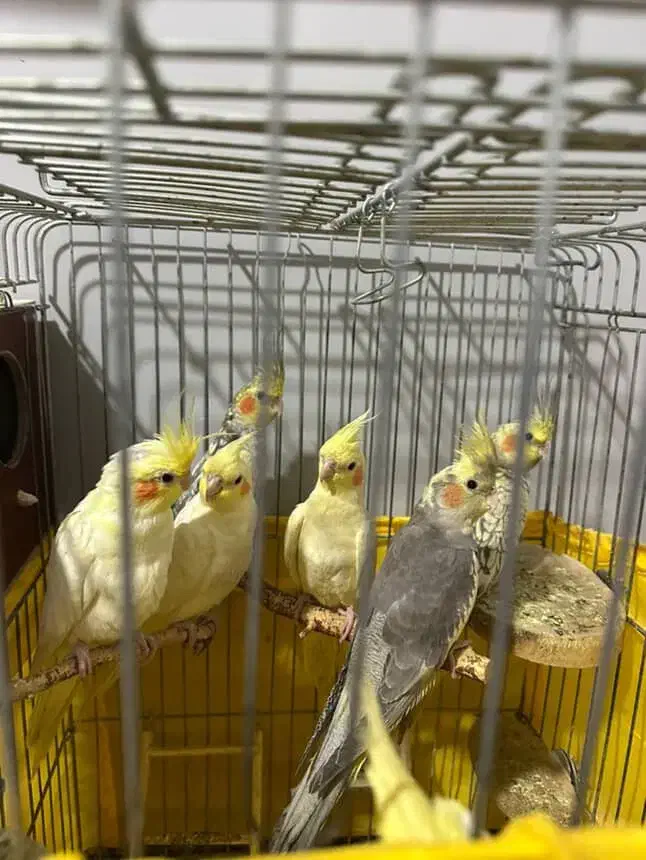 عروس هلندی|پرنده|تهران, شهرک دریا|دیوار