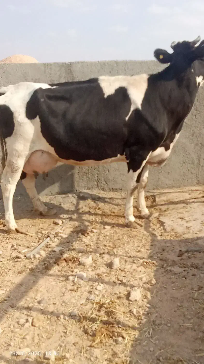 گاو جوان|حیوانات مزرعه|سده (خراسان جنوبی), |دیوار