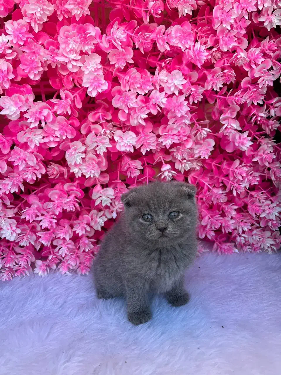 گربه نژاد اسکاتیش فولد شورت هیر|گربه|آمل, |دیوار