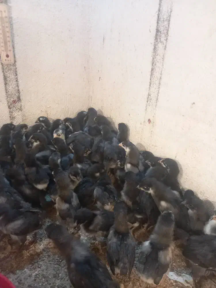 فروش جوجه دوهفته ای مرغ خروس استرالوپ|حیوانات مزرعه|شیراز, میانرود|دیوار