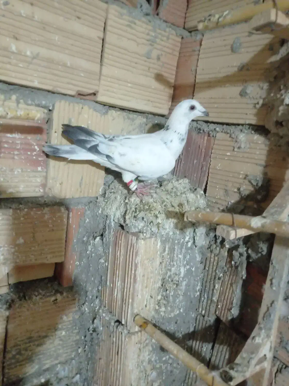 کبوتر|پرنده|آشخانه, |دیوار