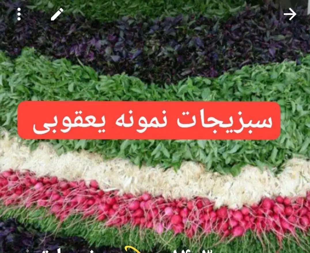 سبزیجات نمونه یعقوبی|خوردنی و آشامیدنی|تاکستان, |دیوار