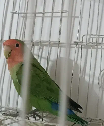 طوطی|پرنده|ایلام, |دیوار