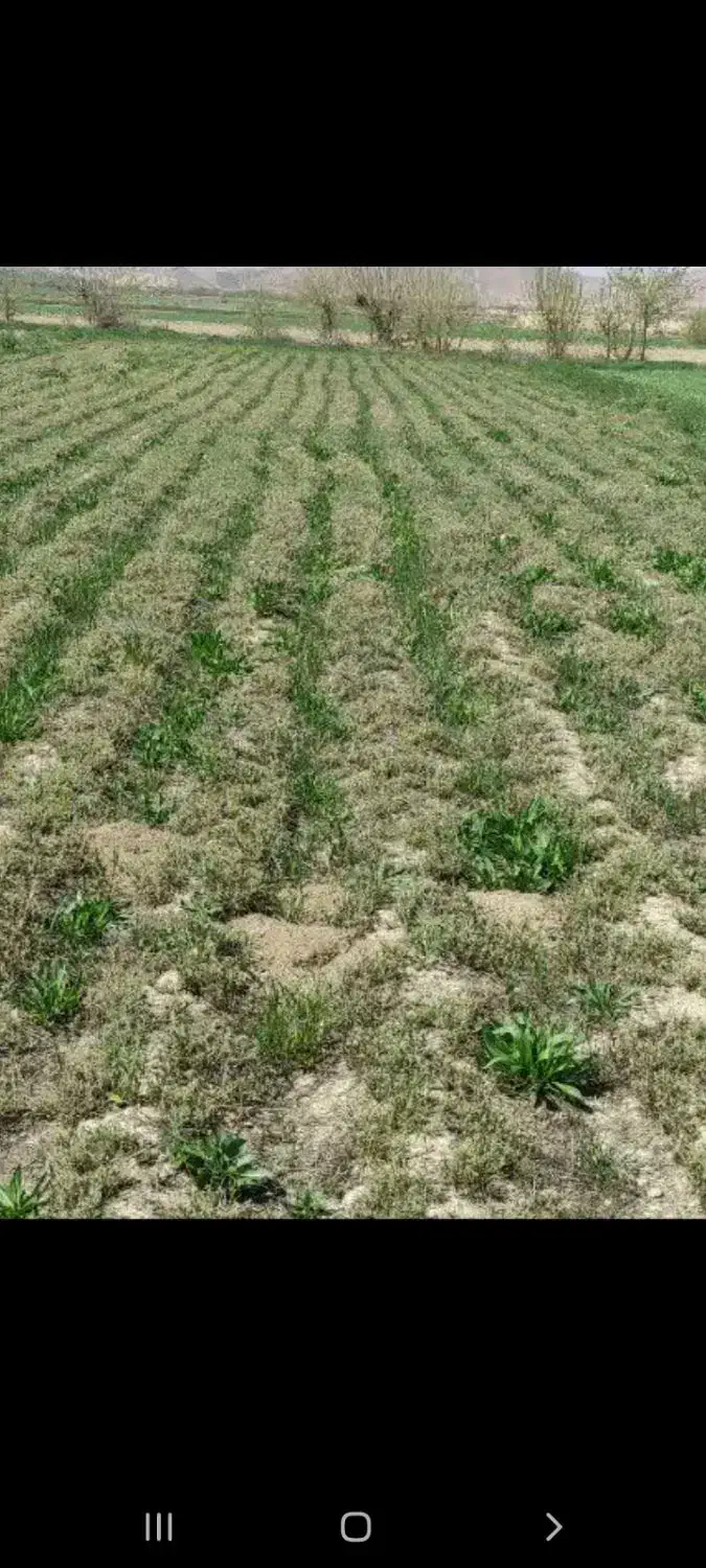 زمین یونجه|فروش زمین و ملک کلنگی|درگز, |دیوار