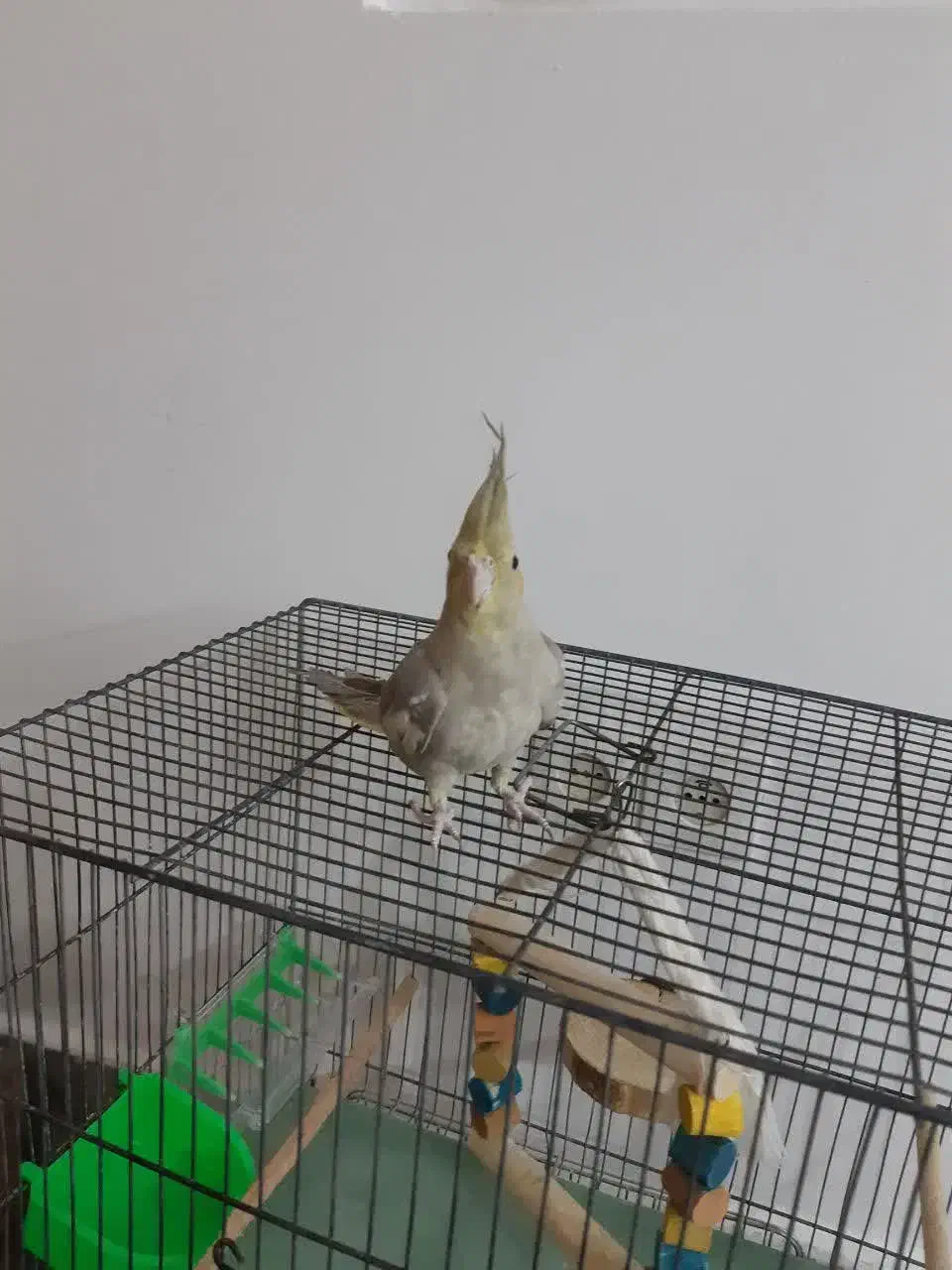 عروس هلندی نرباقفس وهمه لوازمش یه چیزی بلغور میکنه|پرنده|قم, انصارالحسین|دیوار