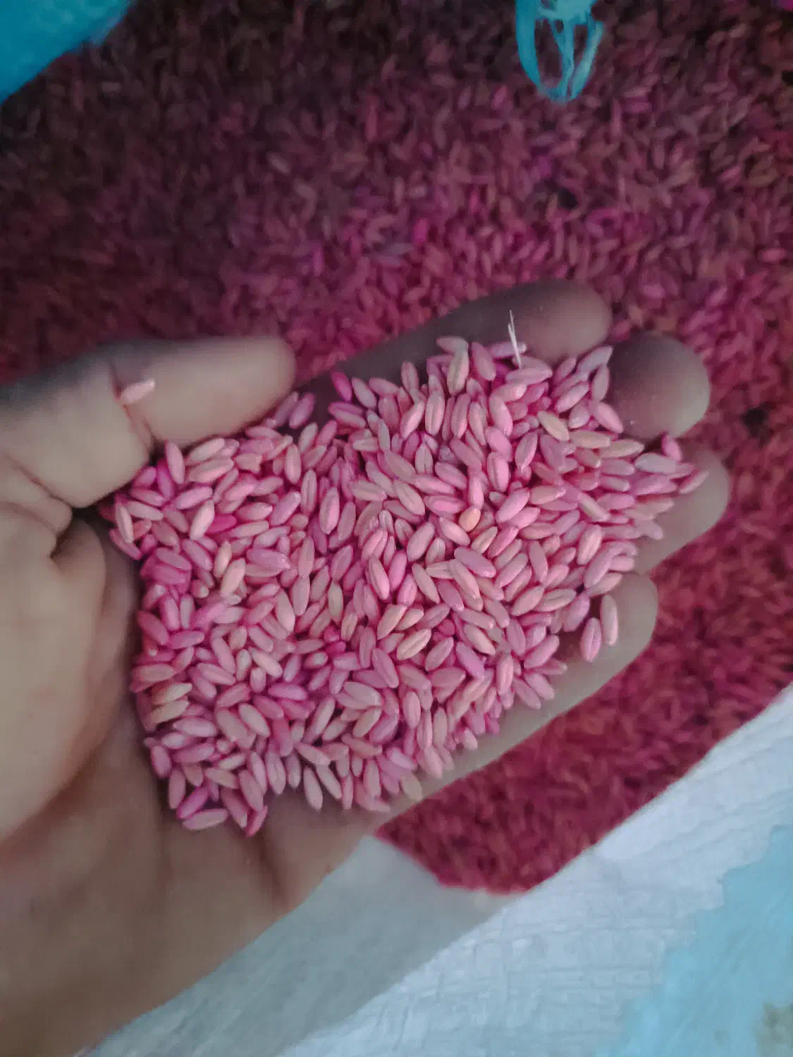 بذر گندم|گل و گیاه طبیعی|سارال, |دیوار