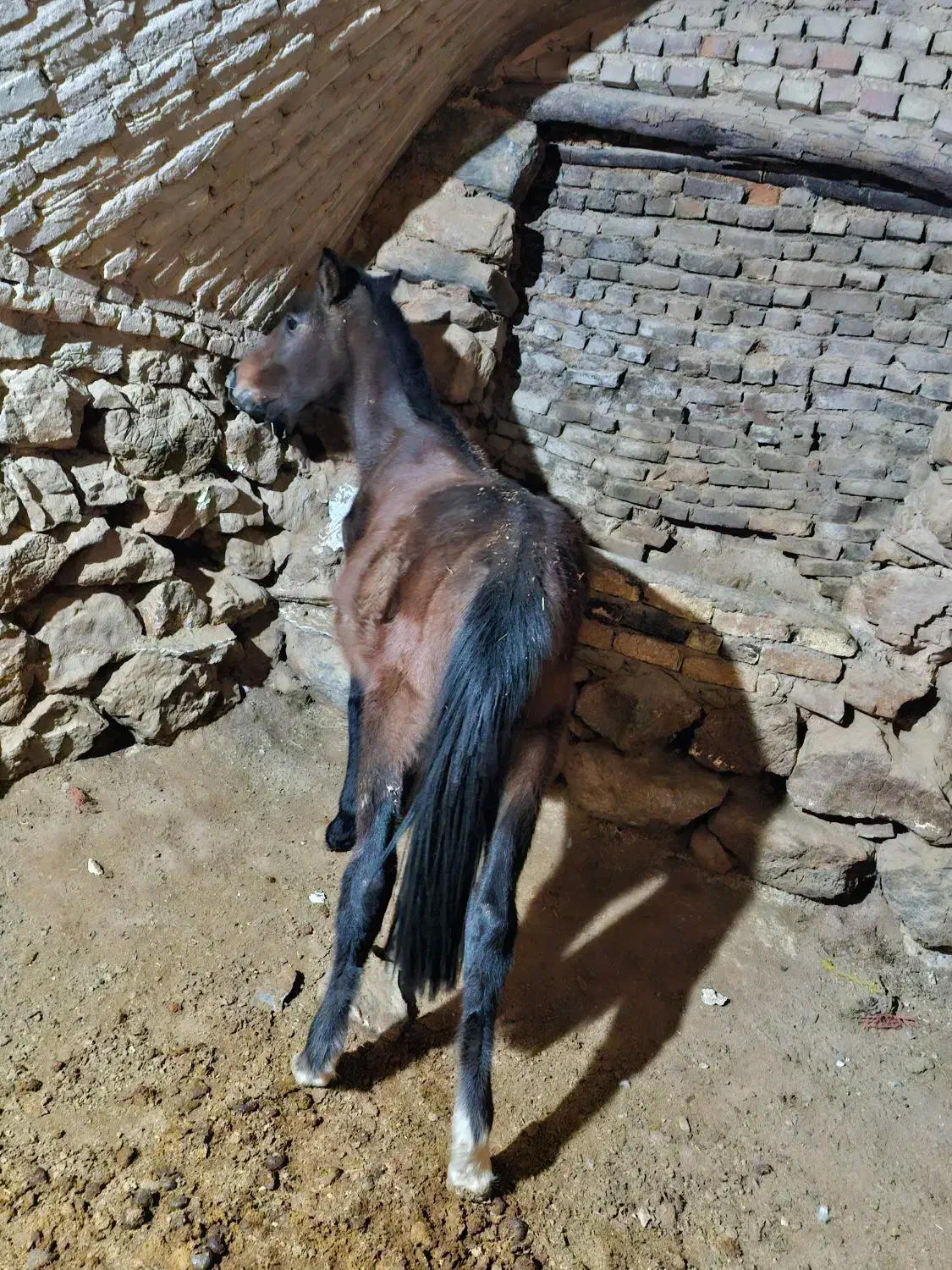 کره اسب|اسب و تجهیزات اسب‌سواری|داران, |دیوار