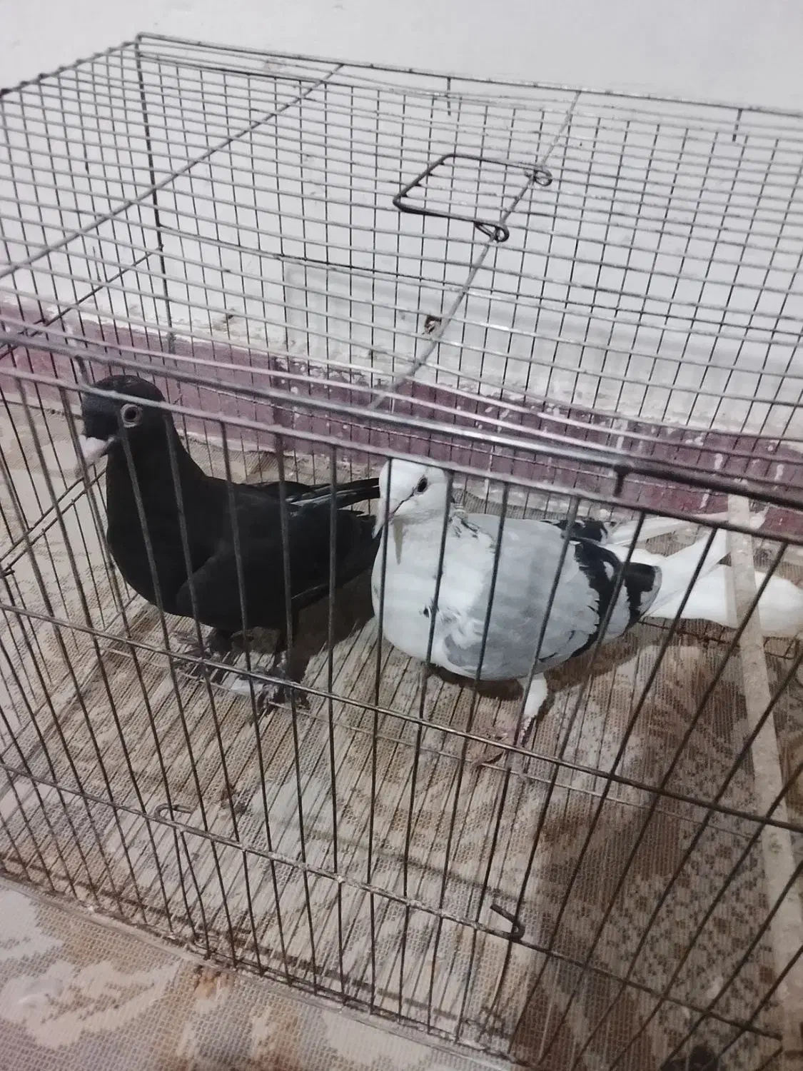 کبوتر|پرنده|گرگان, |دیوار