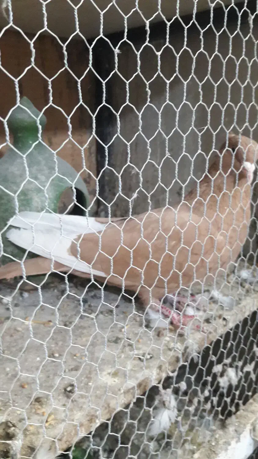 قارا زرد|پرنده|قزوین, |دیوار