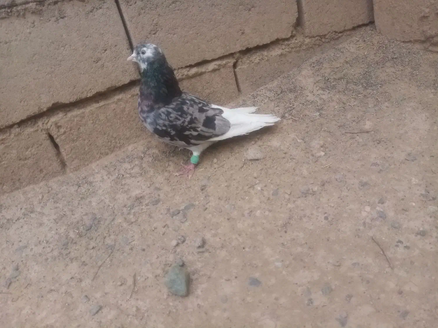 سورپلنگ نر عروسک|پرنده|بم, |دیوار