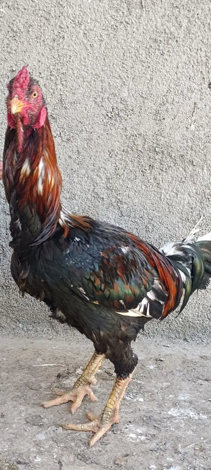 خروس لاری|پرنده|آق قلا, |دیوار