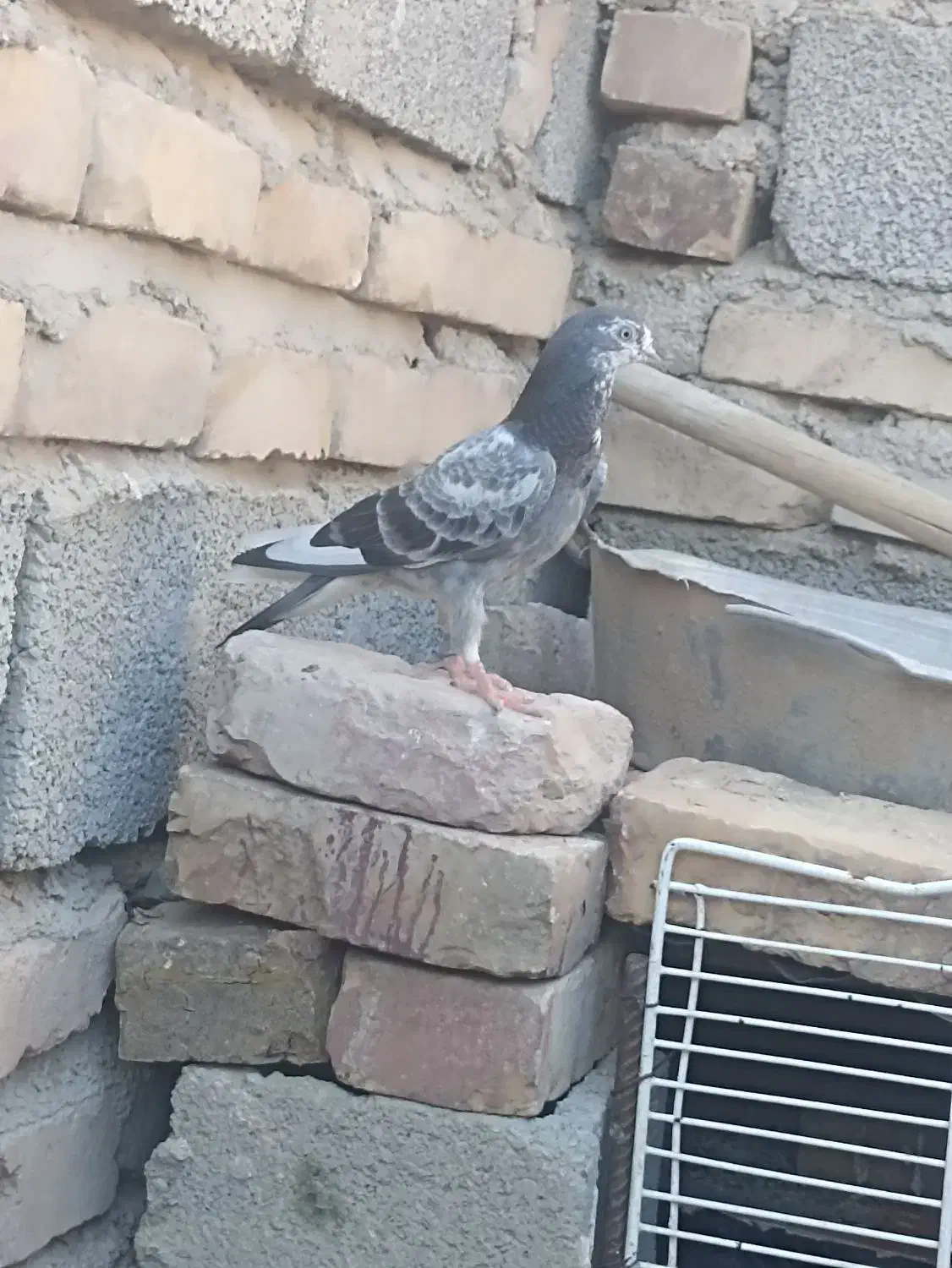 کبوتر|پرنده|ایرانشهر, |دیوار