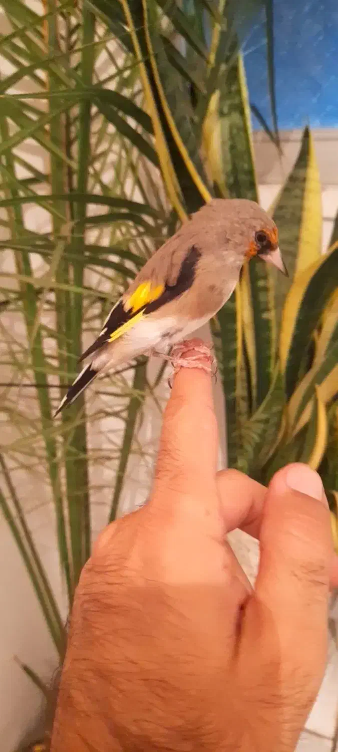 سهره دورگ دست آموز بخان بافیلم بروز|پرنده|تبریز, |دیوار