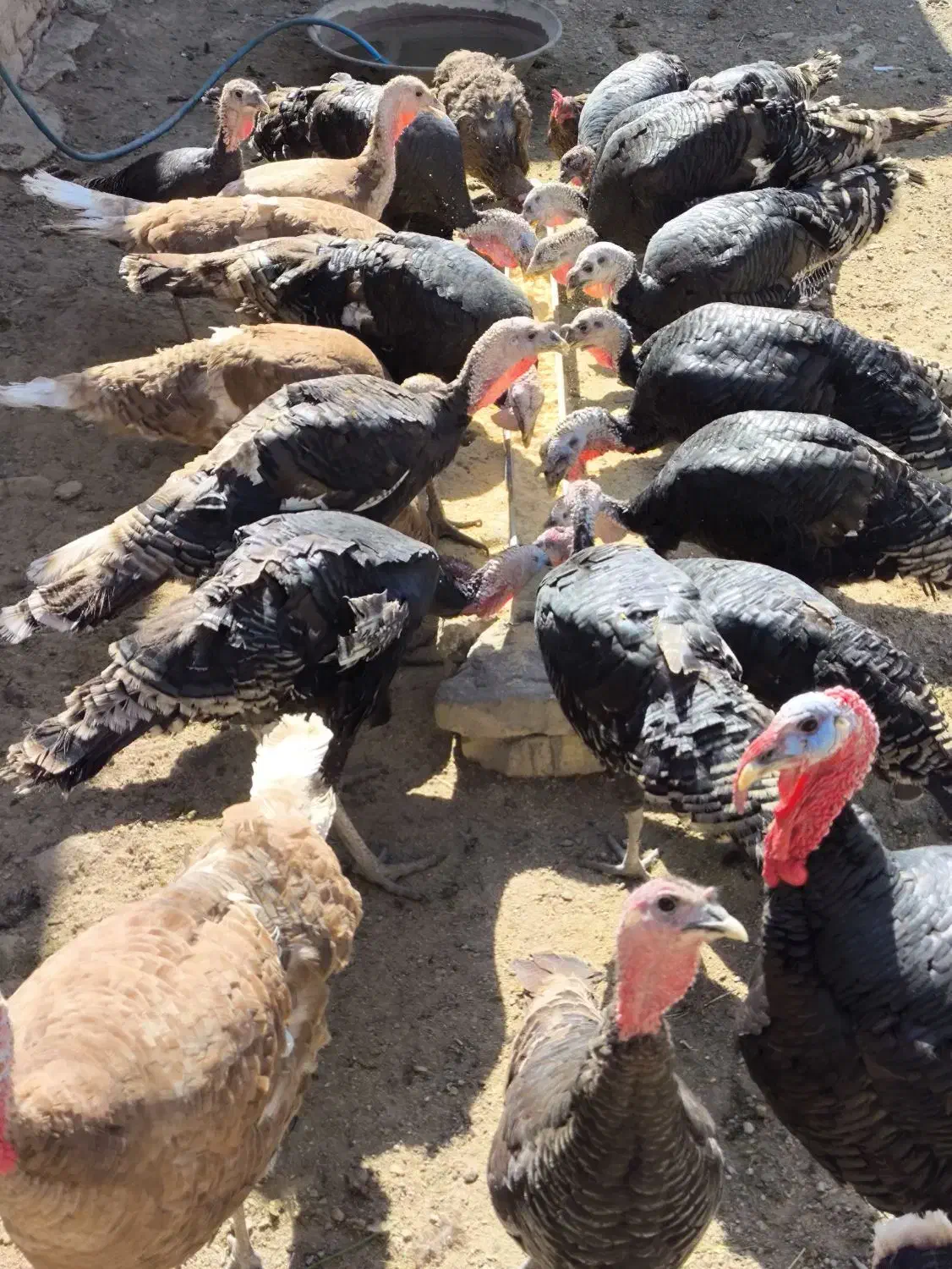 بوقلمون نر و ماده برنز|حیوانات مزرعه|شازند, |دیوار