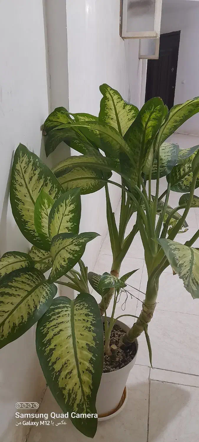 فروش فوری گل دیفن|گل و گیاه طبیعی|مسجد سلیمان, |دیوار