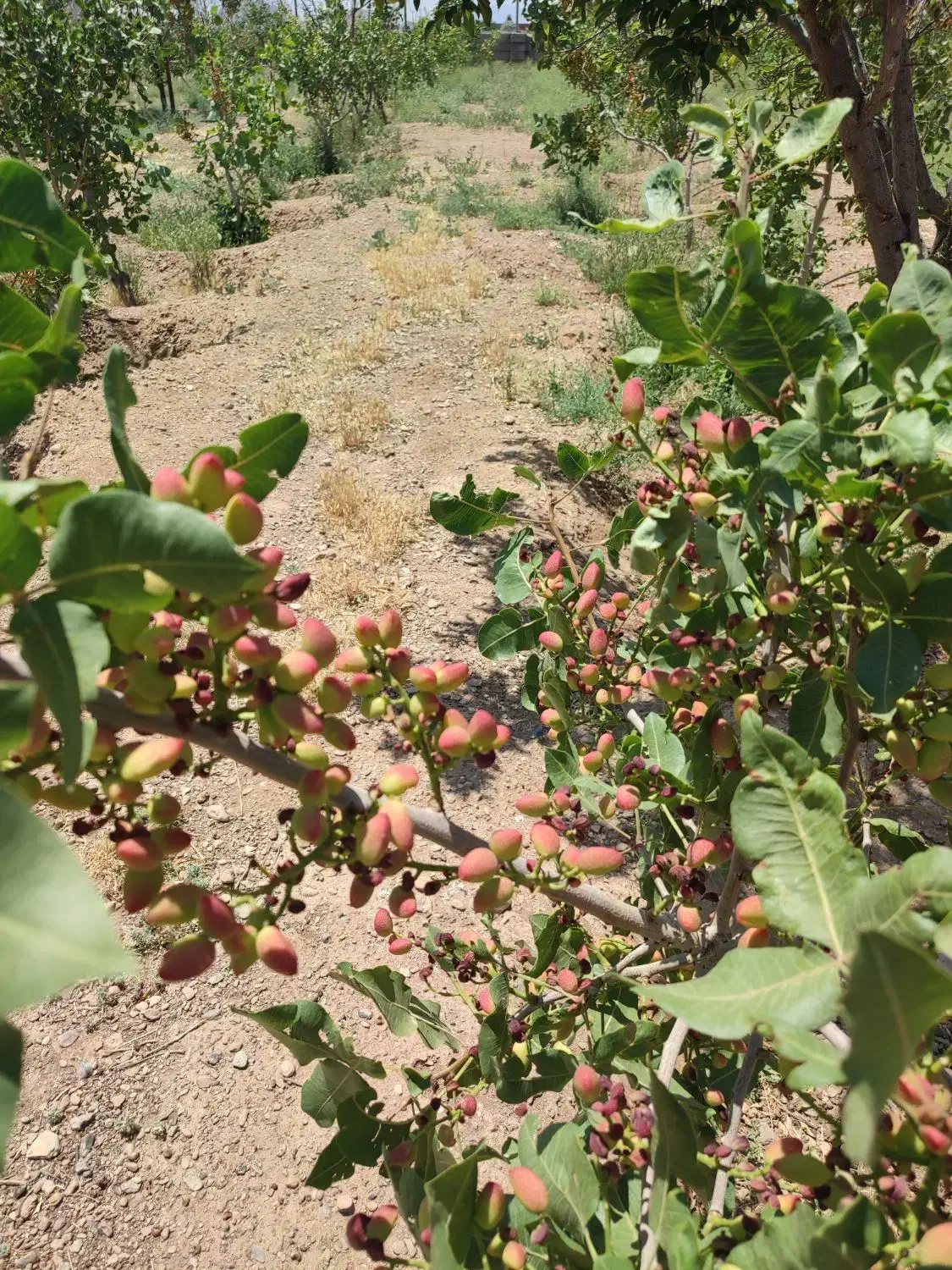 باغ ویلا|فروش خانه و ویلا|شاهین‌شهر, مورچه خورت|دیوار
