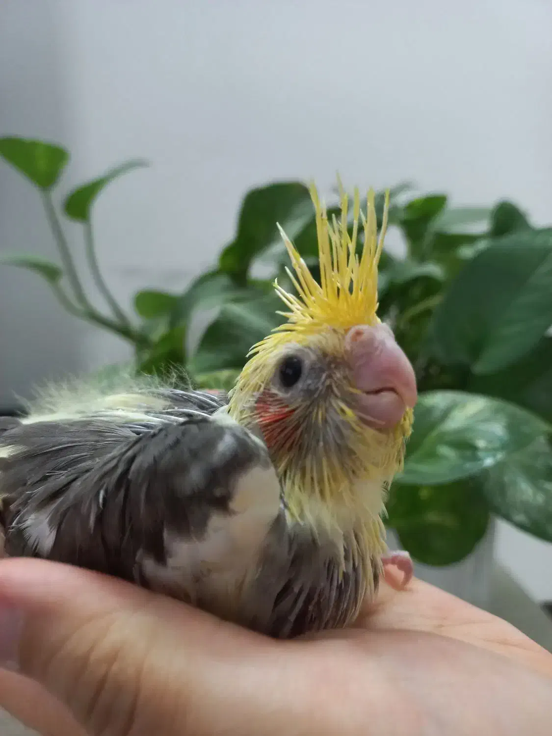 جوجه عروس ابلغ سرلاکی|پرنده|قم, شاه سید علی|دیوار