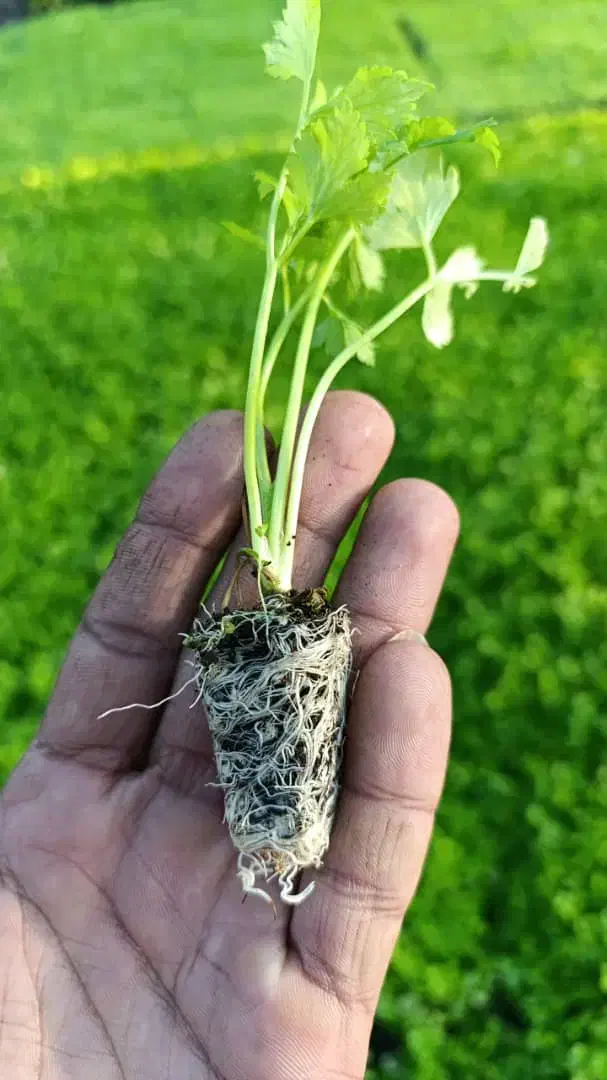 نِشآ کاهو کرفس کلم و...سفارش انواع نِشا|خدمات باغبانی و درختکاری|دزفول, |دیوار