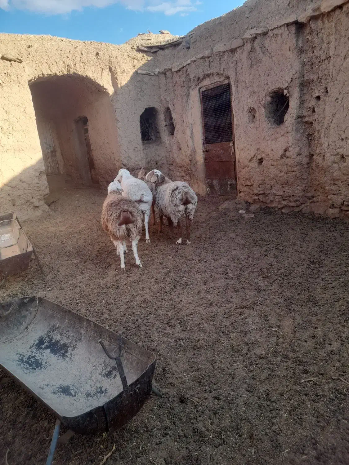 گوسفند،میش، بره، نر ، ماده|حیوانات مزرعه|مود, |دیوار