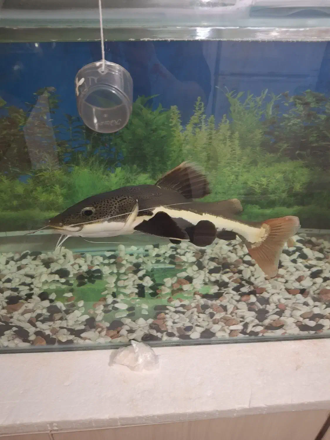 ماهی ردتیل ۴۰ سانت|ماهی|قزوین, |دیوار