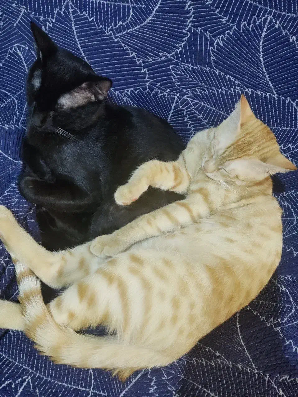 واگذاری|گربه|اهواز, کمپلو شمالی|دیوار