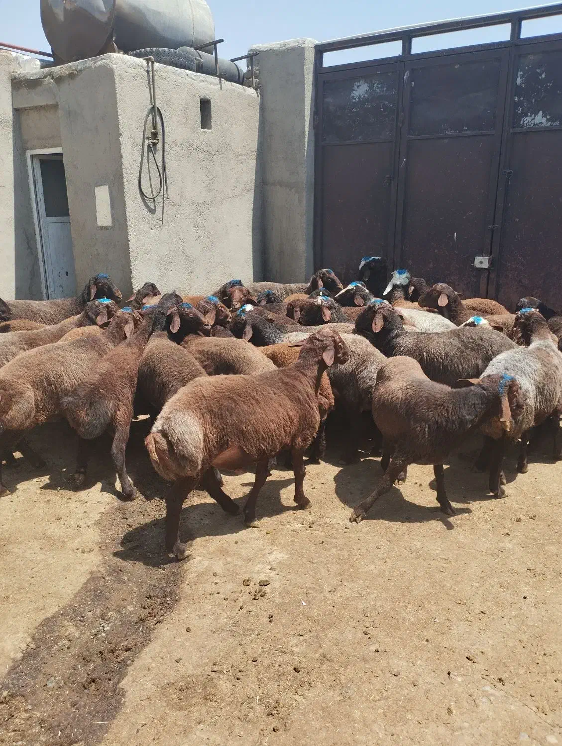 گوسفند قربانی درجه یک|حیوانات مزرعه|همدان, |دیوار