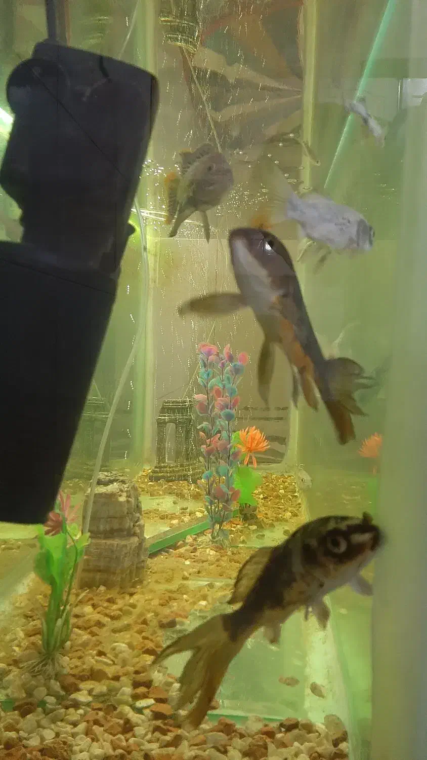 آکواریوم بزرگ|ماهی|ابهر, |دیوار