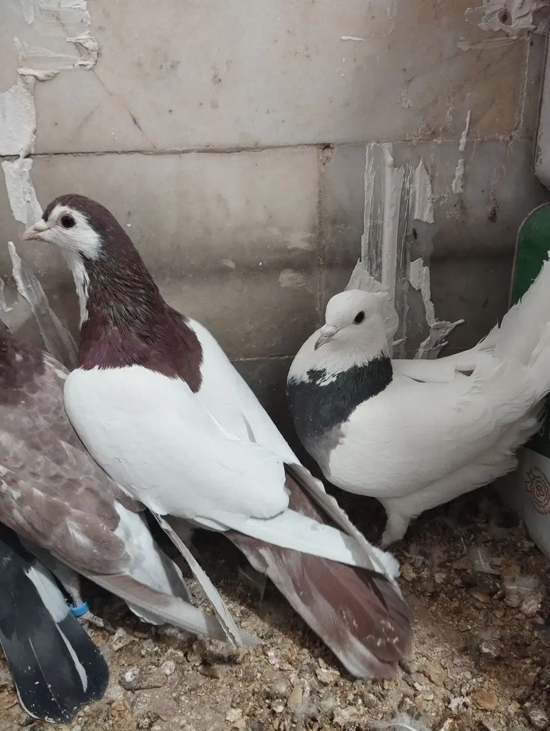 جفت رنگه آس پاک|پرنده|بیرجند, |دیوار