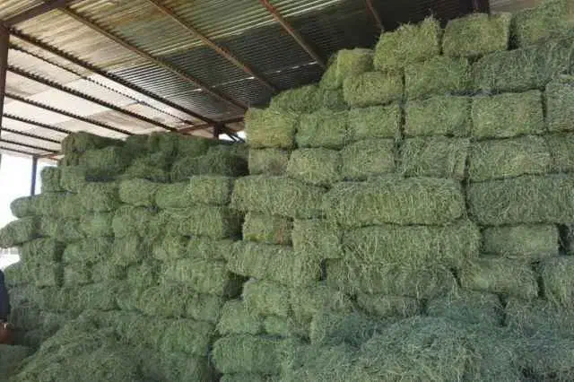 پخش علوفه دام|لوازم جانبی حیوانات|لاهیجان, بازکیاگوراب|دیوار