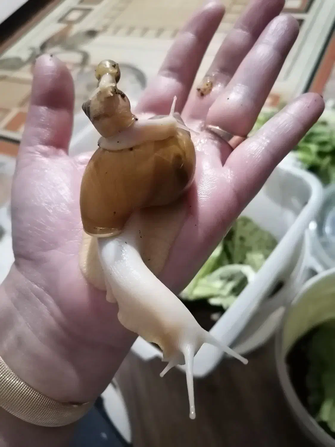 حلزون هاهمه فروشی|خزنده|نیشابور, باغ نو|دیوار