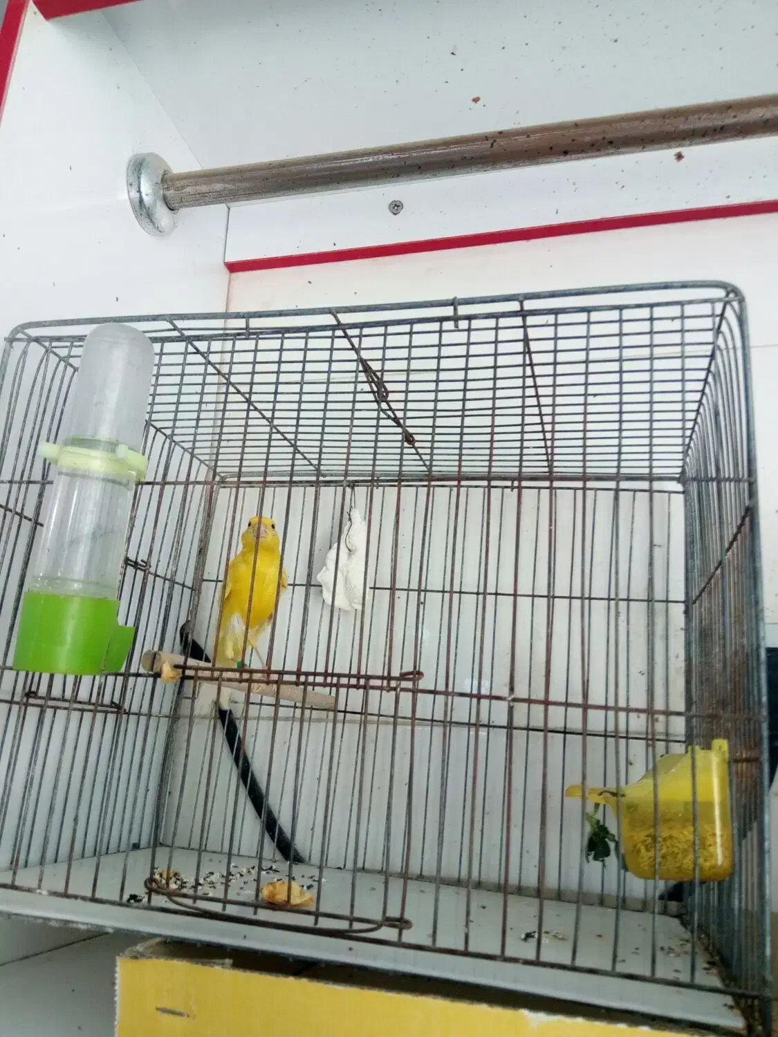 قناری نر|پرنده|اهواز, پردیس|دیوار