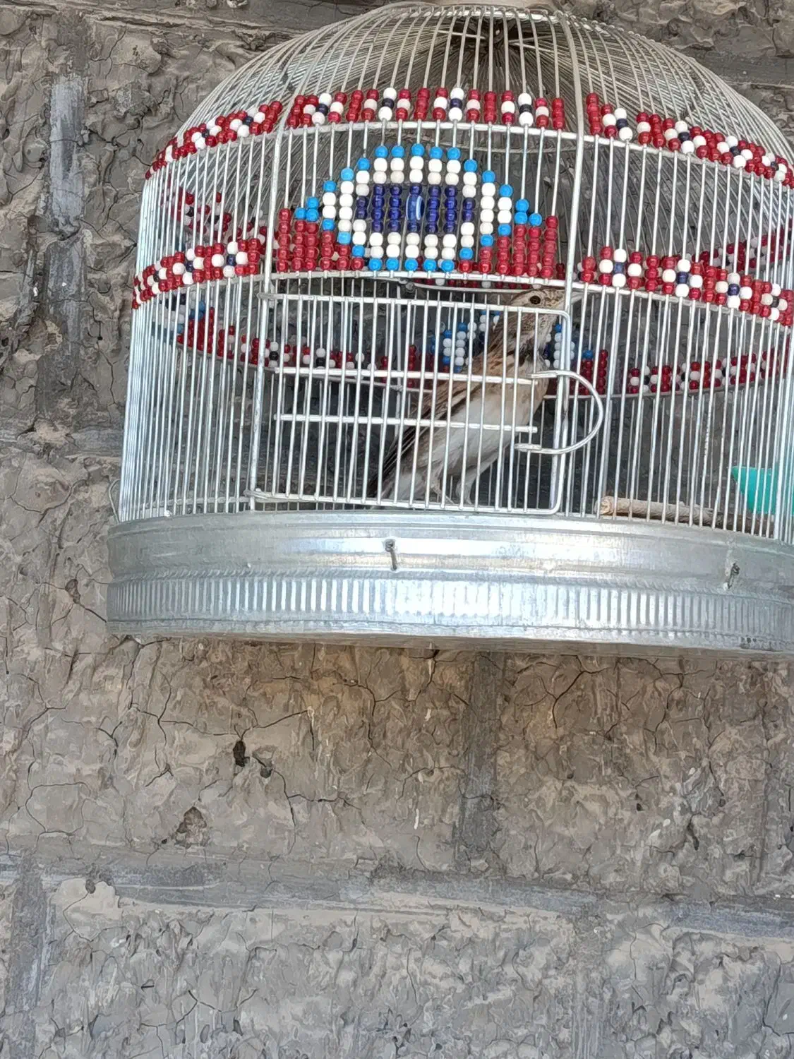 پرنده کبوتر|پرنده|کوهدشت, |دیوار