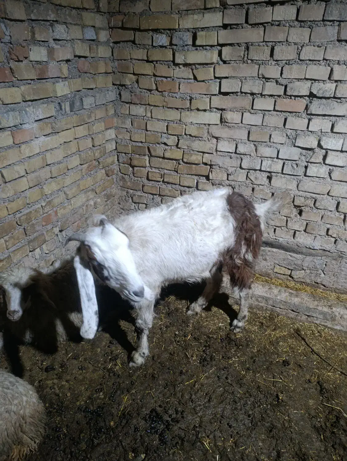 2 بز و بزغاله هاشون ...1 بز ابستن|حیوانات مزرعه|کارون, |دیوار