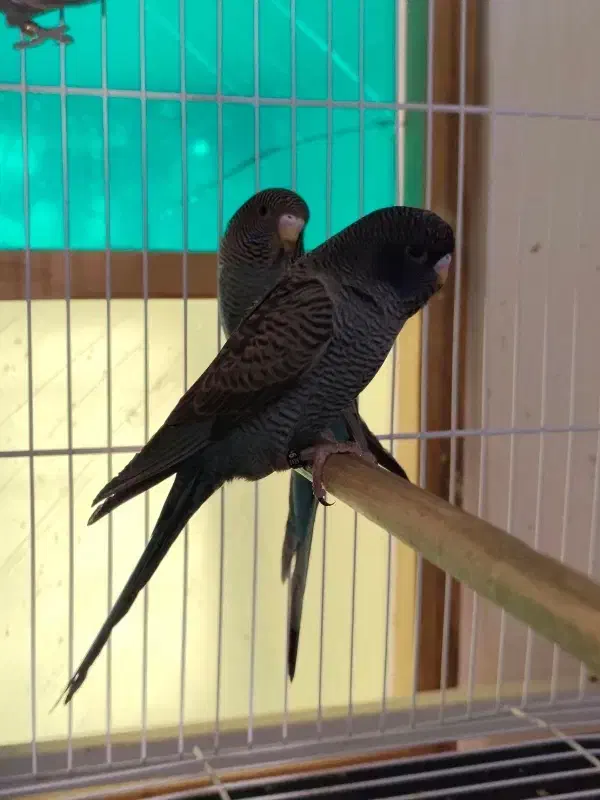 مرغ عشق بلک فیس ، بلک وینگ|پرنده|یزد, |دیوار