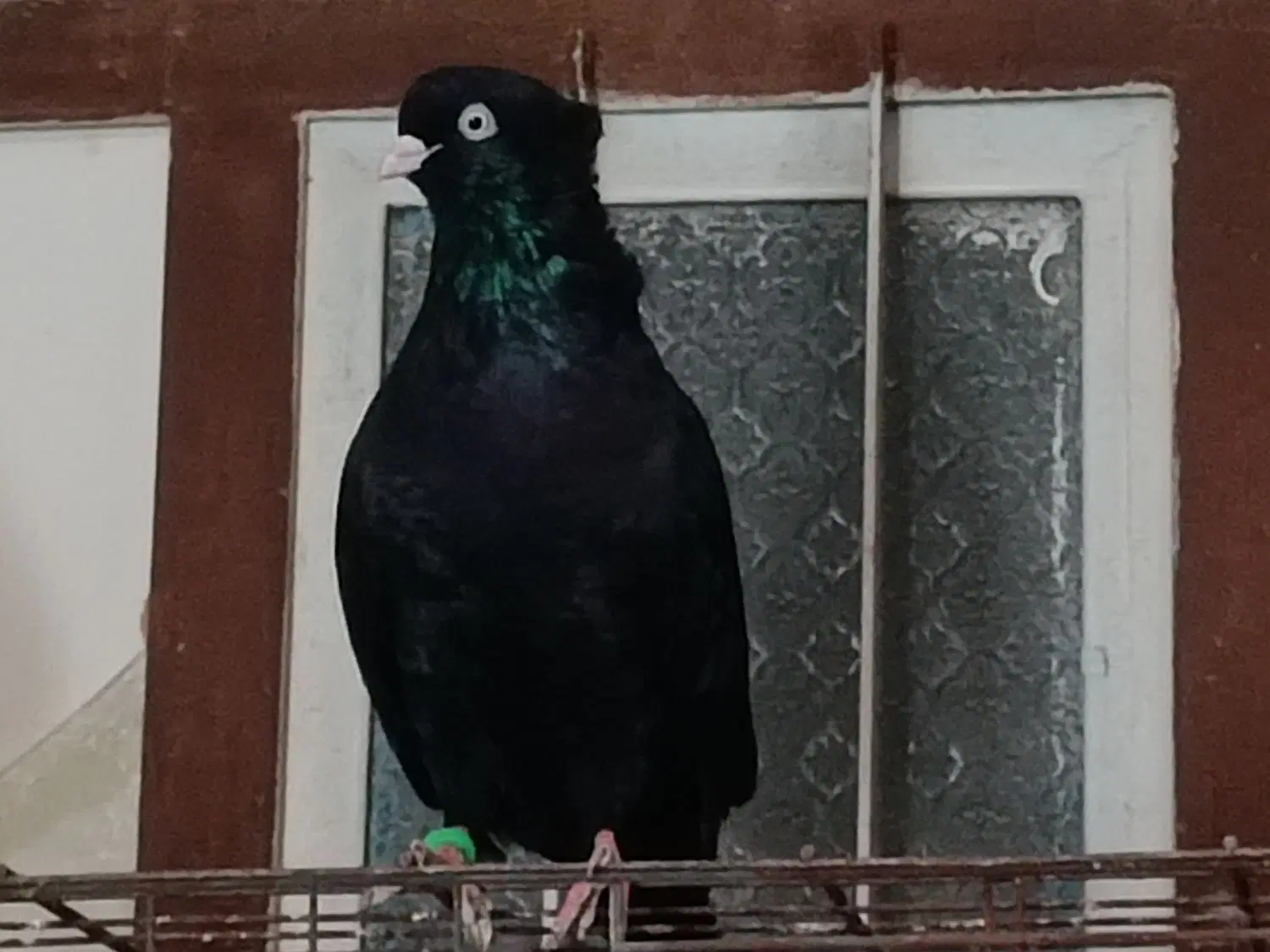 نر و ماده|پرنده|آبادان, |دیوار