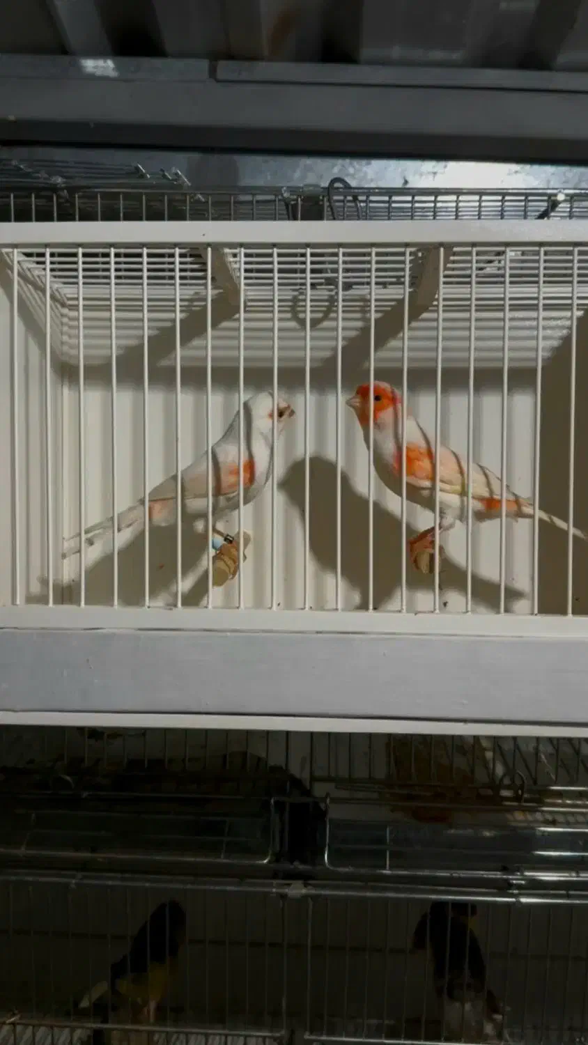 قناری2025|پرنده|نسیمشهر, |دیوار