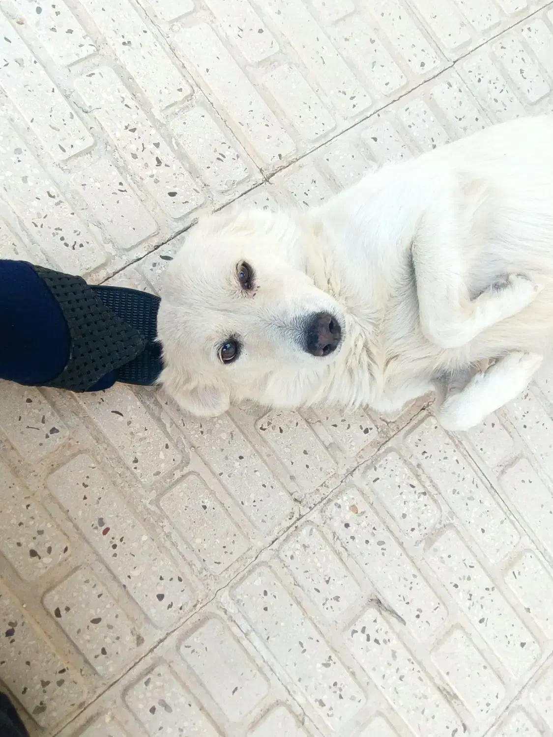 واگذاری سگ اشپیتز|سگ|فسا, |دیوار