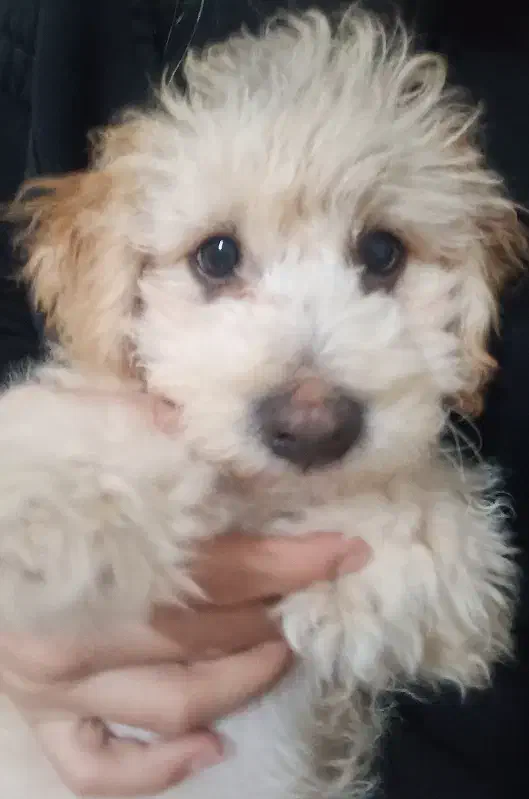 سگ شیتزو|سگ|نیشابور, گنبد سبز|دیوار