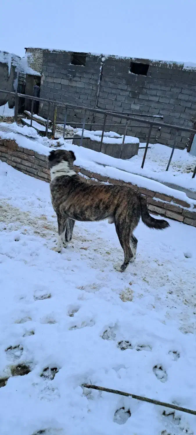 سگ گله|سگ|باخزر, |دیوار