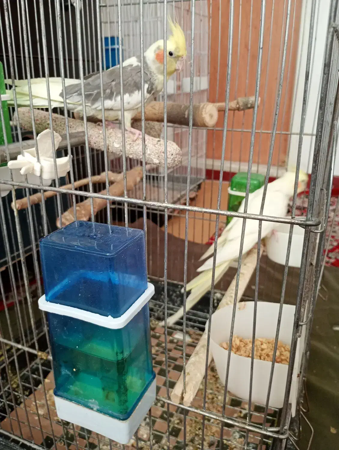 فروش عروس هلندی مولد|پرنده|تهران, شهرک رضویه|دیوار