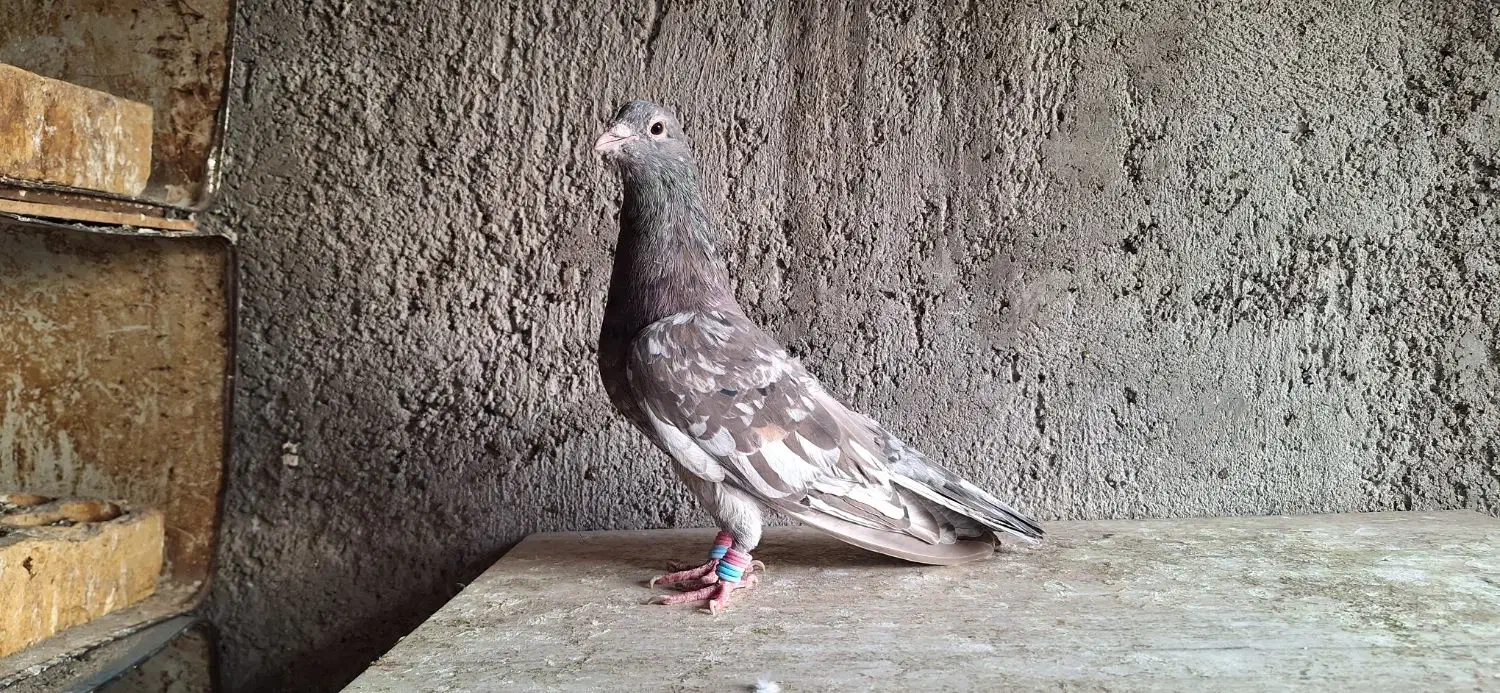 کبوتر سرور دورگ رنگی|پرنده|لنجان, |دیوار