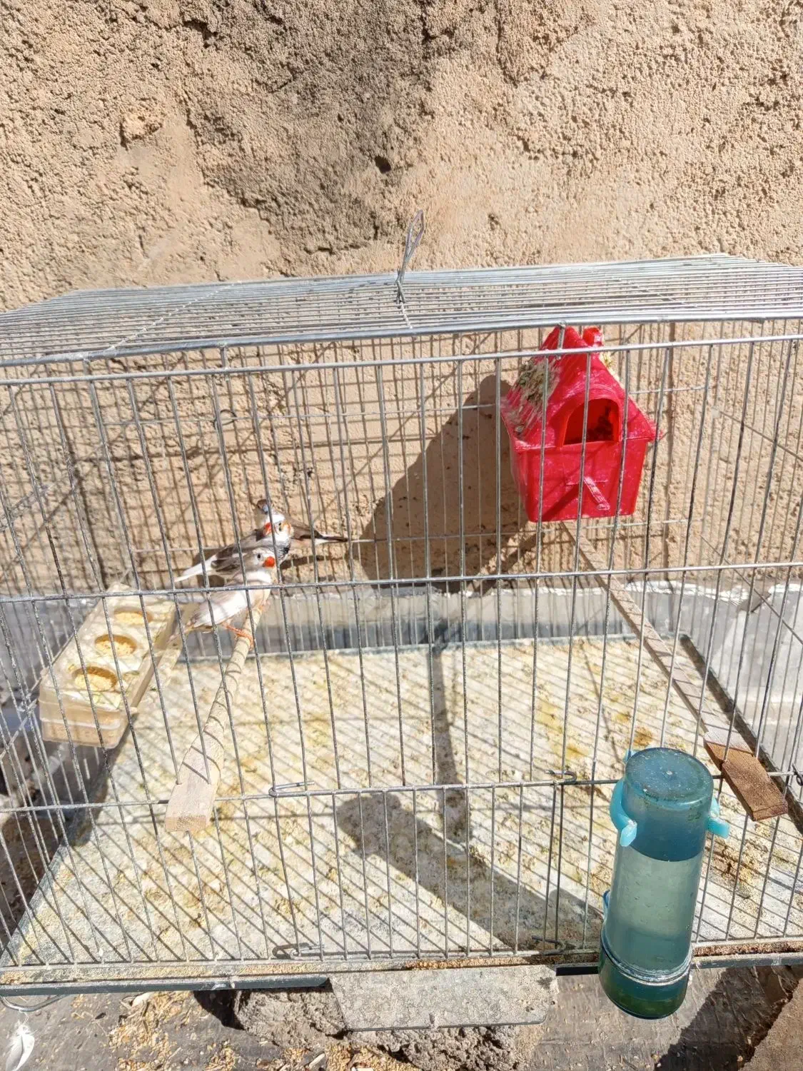 فنچ های زیبا با قفس|پرنده|سقز, |دیوار