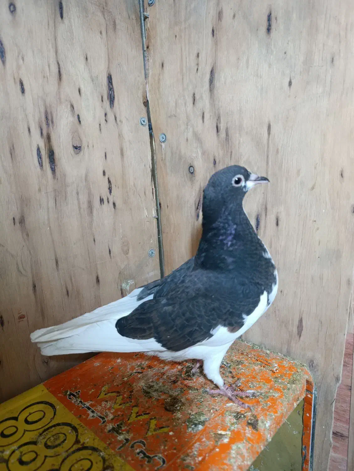 پرنده|پرنده|پردیس, شهرک صنعتی خرمدشت فاز ۷|دیوار